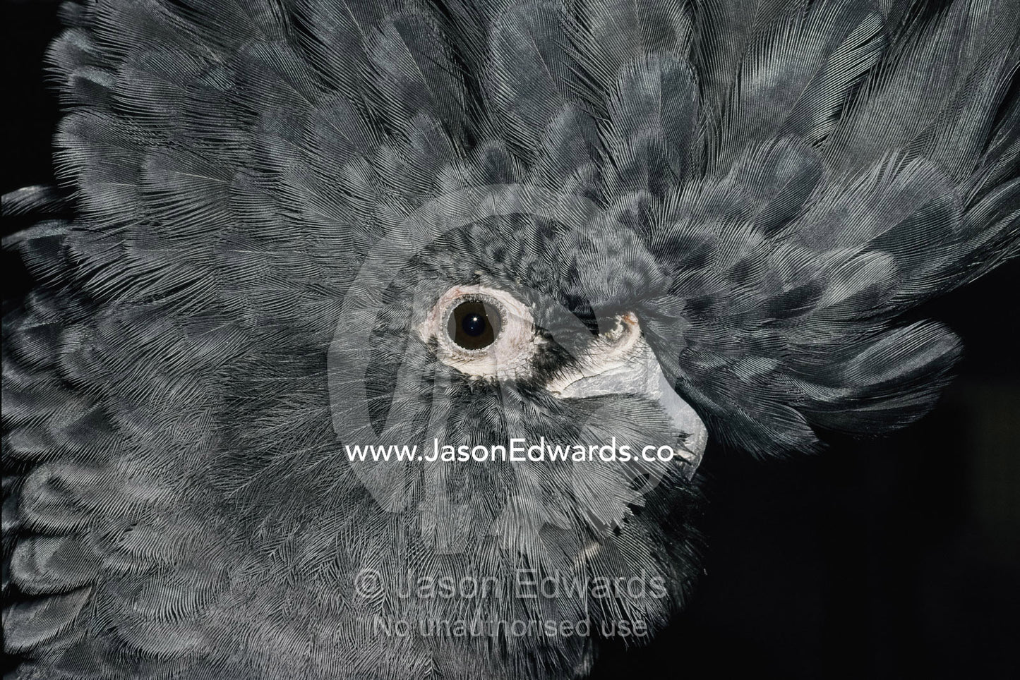 The ruffled crest feathers on the head of a red-tailed black cockatoo. Victoria, Australia.