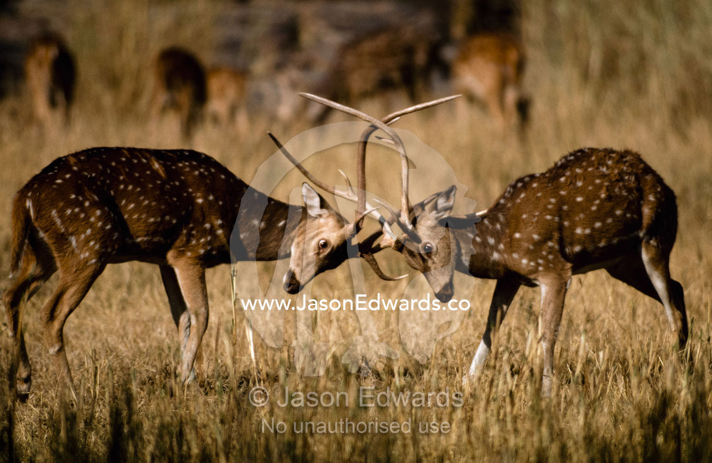 Male axis deer lock antlers during a territorial battle. Ranthambhore National Park, India.