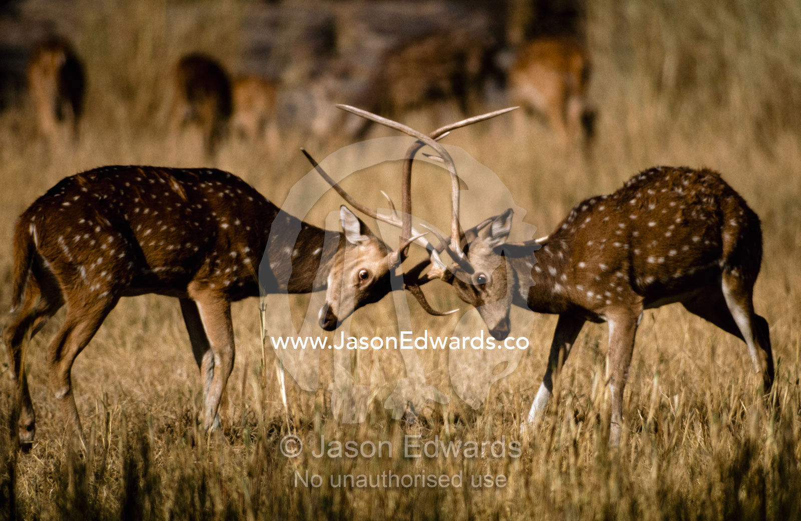 Male axis deer lock antlers during a territorial battle. Ranthambhore National Park, India.