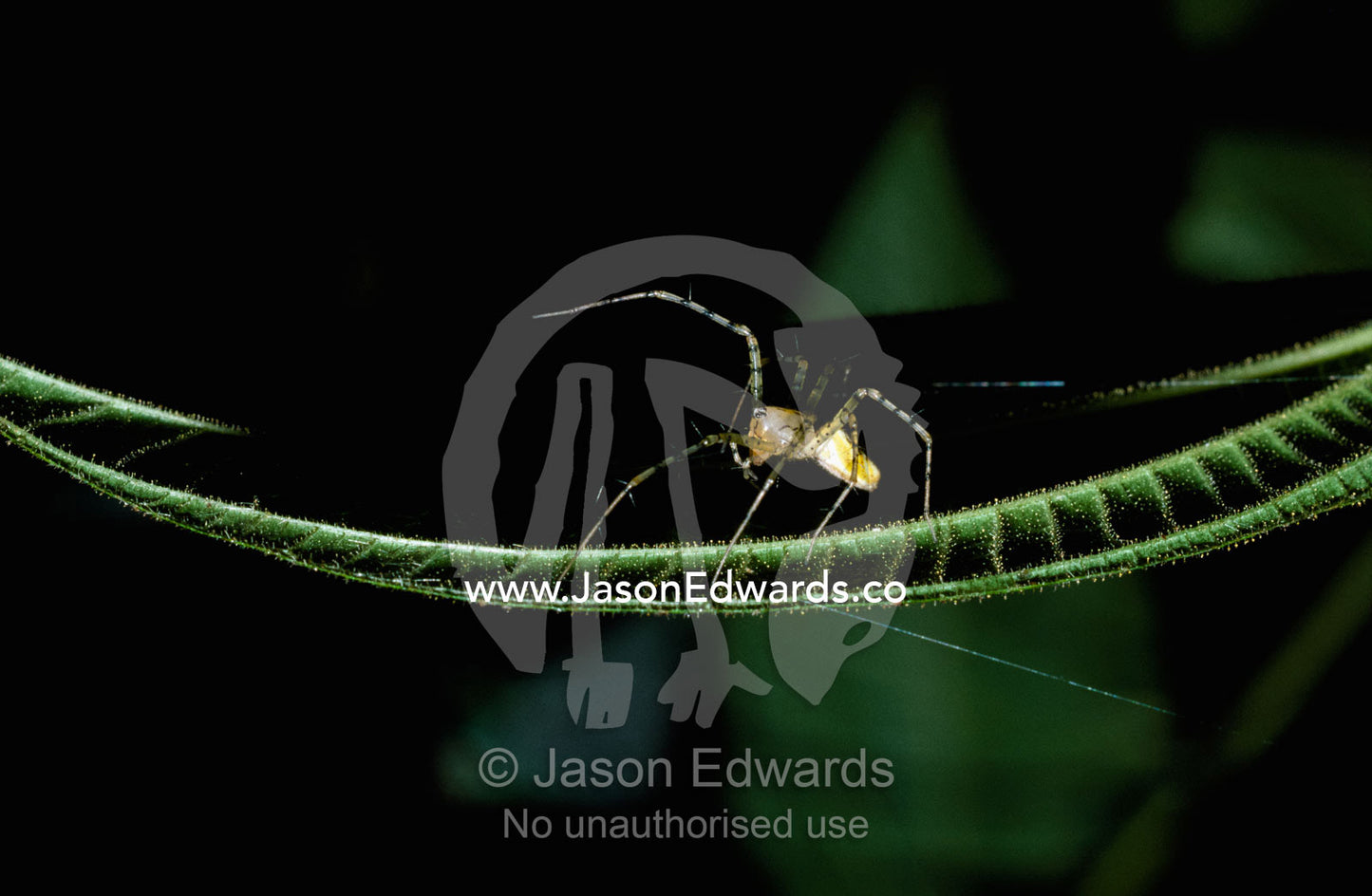 A spider hunts from the underside of a leaf. Amazon River Basin, Peru.