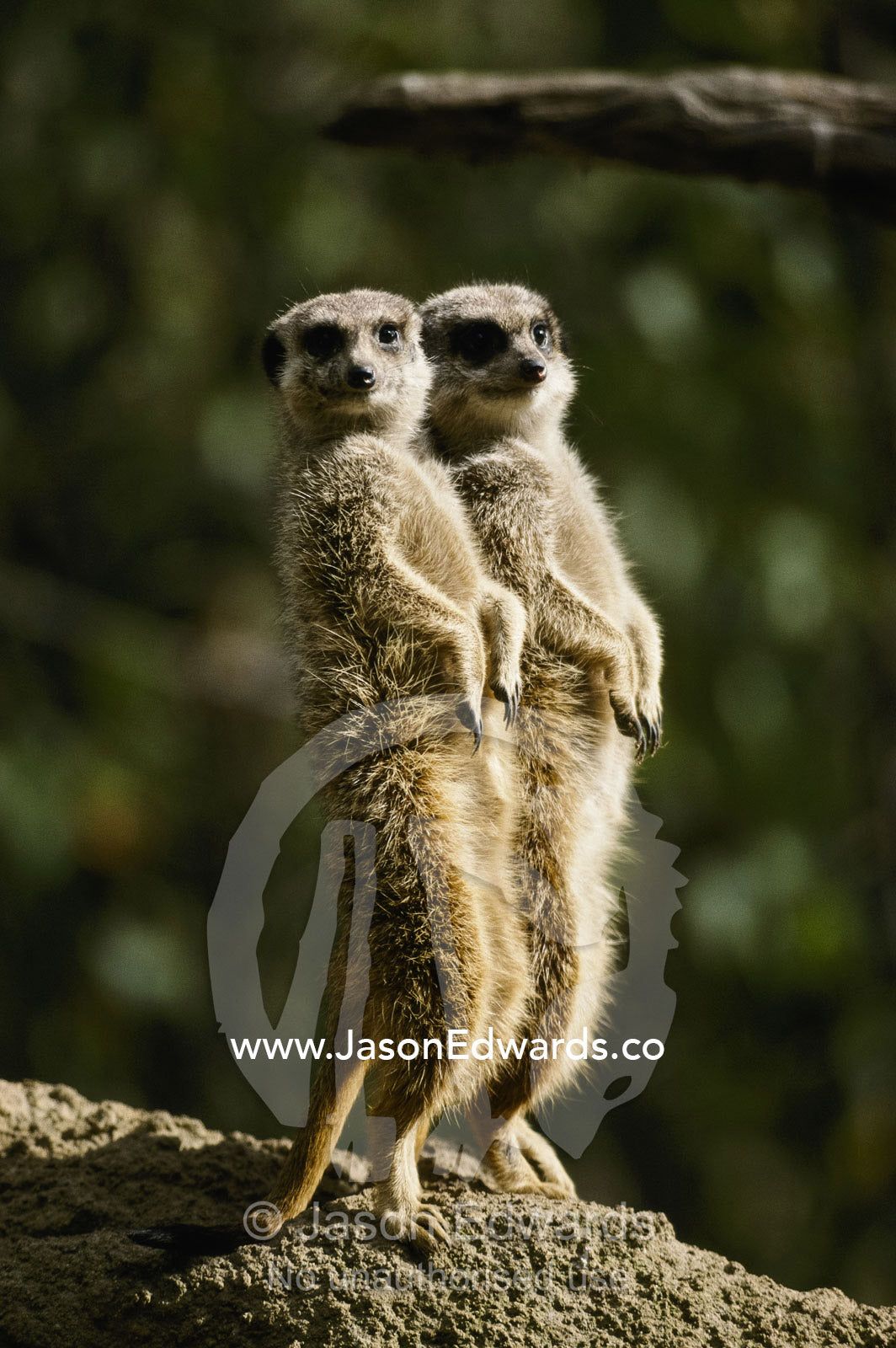 A pair of meerkats stand watch. Melbourne, Victoria, Australia.