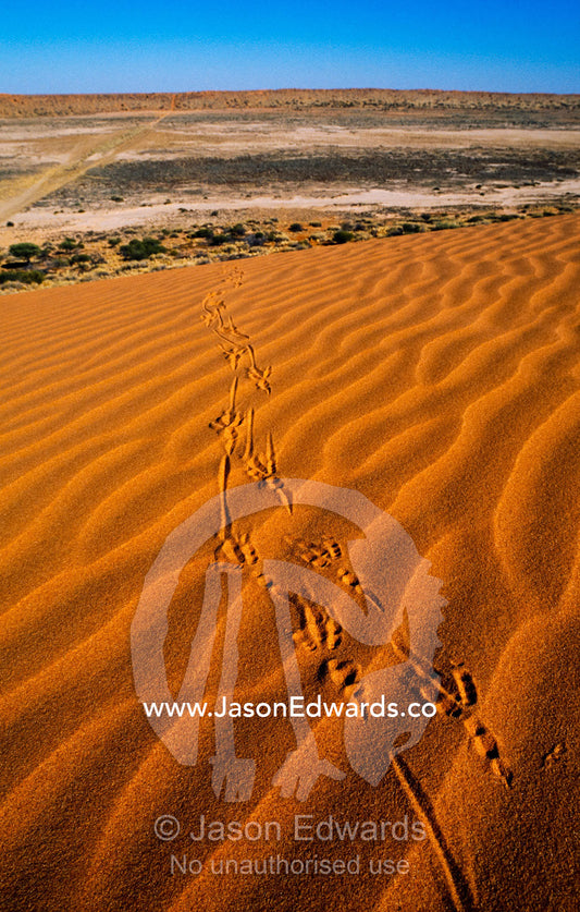 Bird tracks across the crest of a wind-rippled sand dune. Simpson Desert Conservation Park, South Australia, Australia.