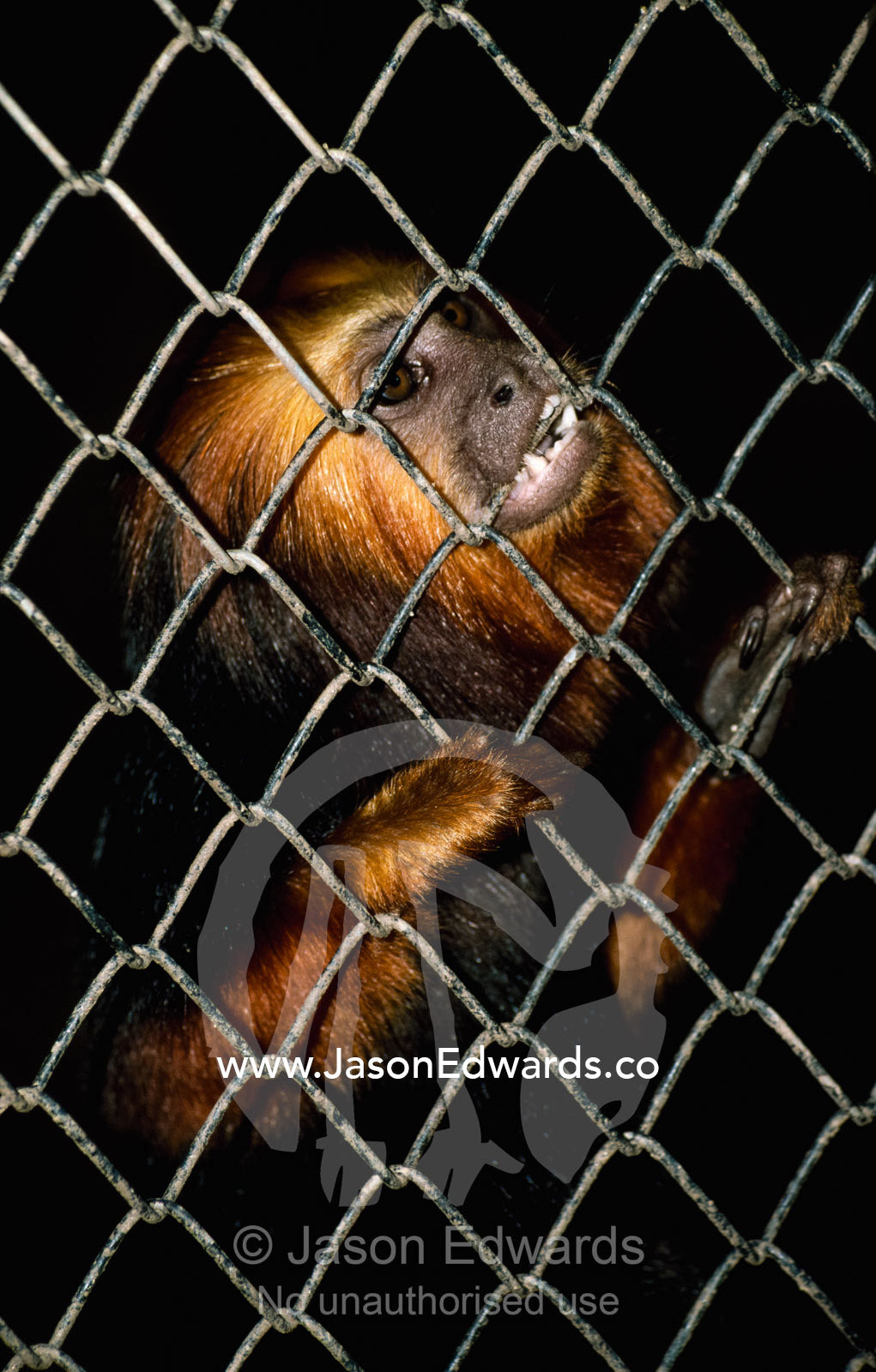 A distressed golden-headed lion tamarin chews on the wire of its cage. Rio Zoo, Rio de Janiero, Brazil.