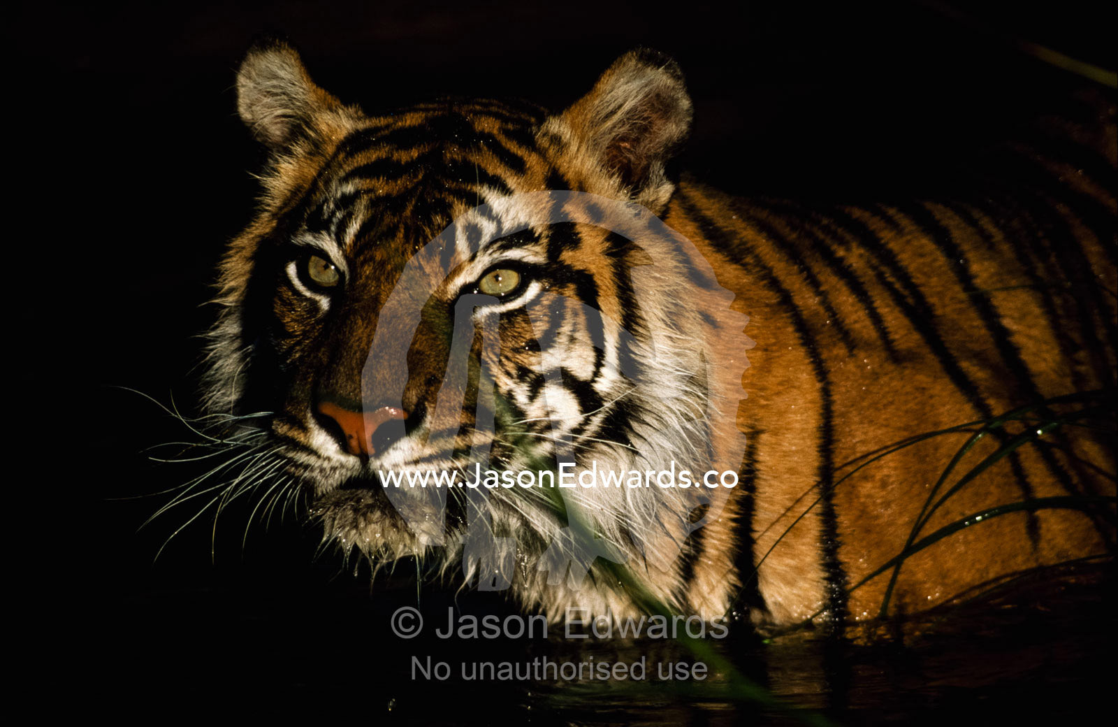 Close view of a female Sumatran tiger hunting wetland birds at sunset. Zoological Board of Victoria, Victoria, Australia.