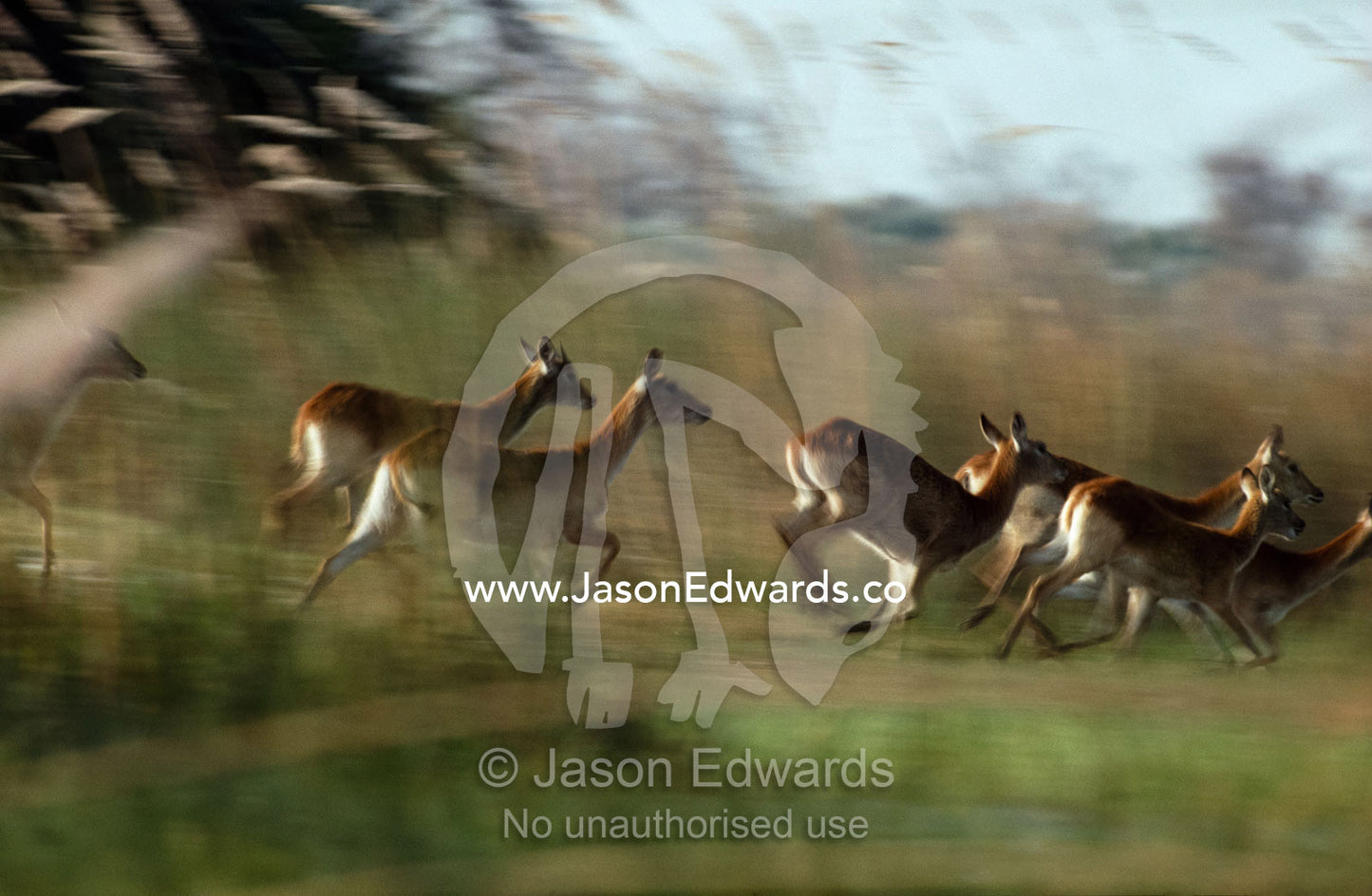 A herd of red lechwe waterbucks run through flooded reed beds. Okavango Delta, Botswana.