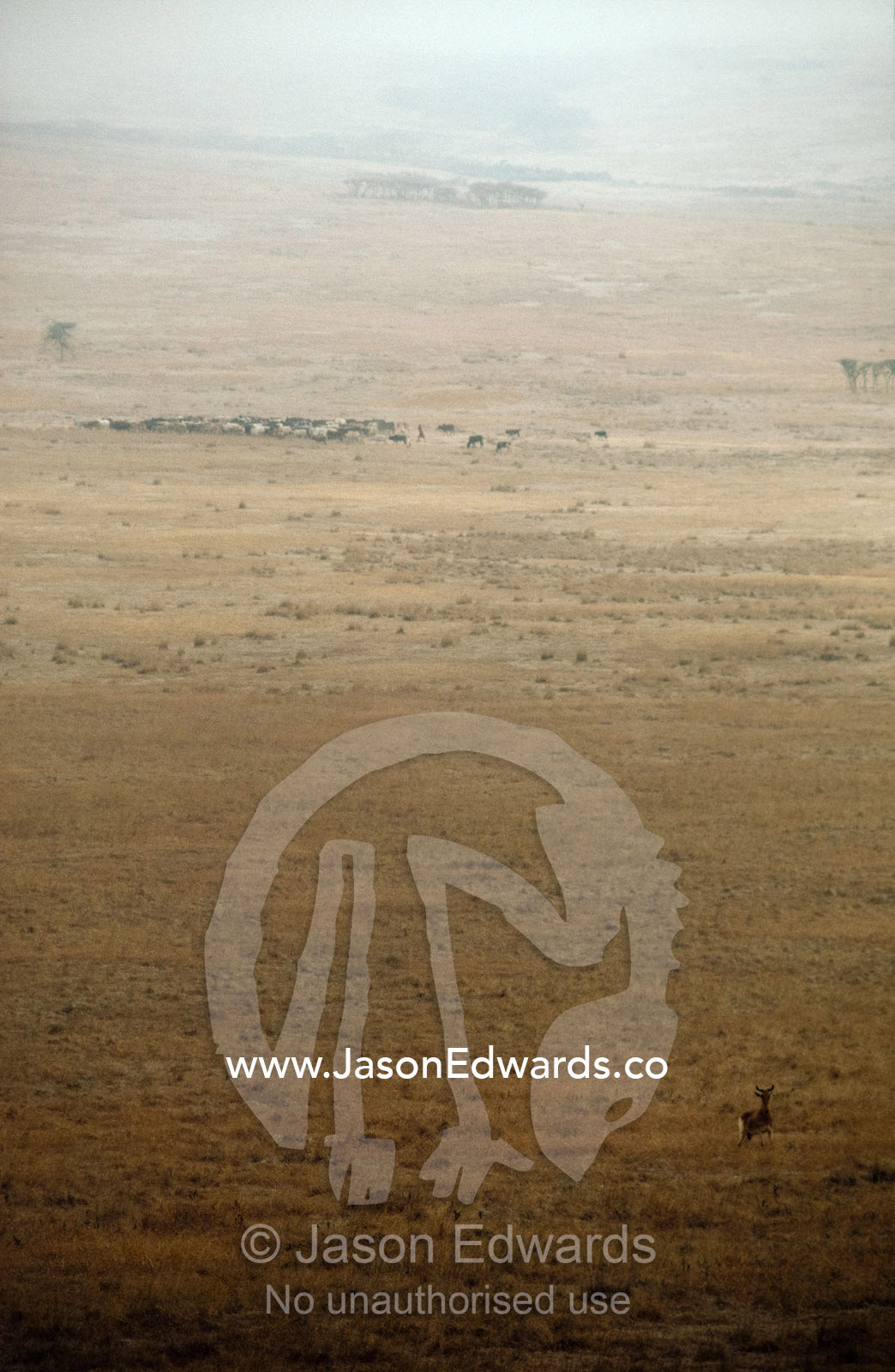 A Masai herdsman moves a herd of cattle past a lone Coke's hartebeest. Ngorongoro Conservation Area, Tanzania, Africa.