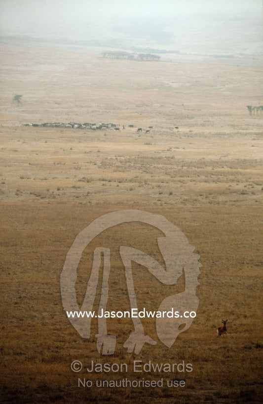 A Masai herdsman moves a herd of cattle past a lone Coke's hartebeest. Ngorongoro Conservation Area, Tanzania, Africa.
