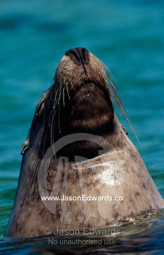 A male Australian sea lion spy-hops to the water's surface. James Island, South Australia, Australia.