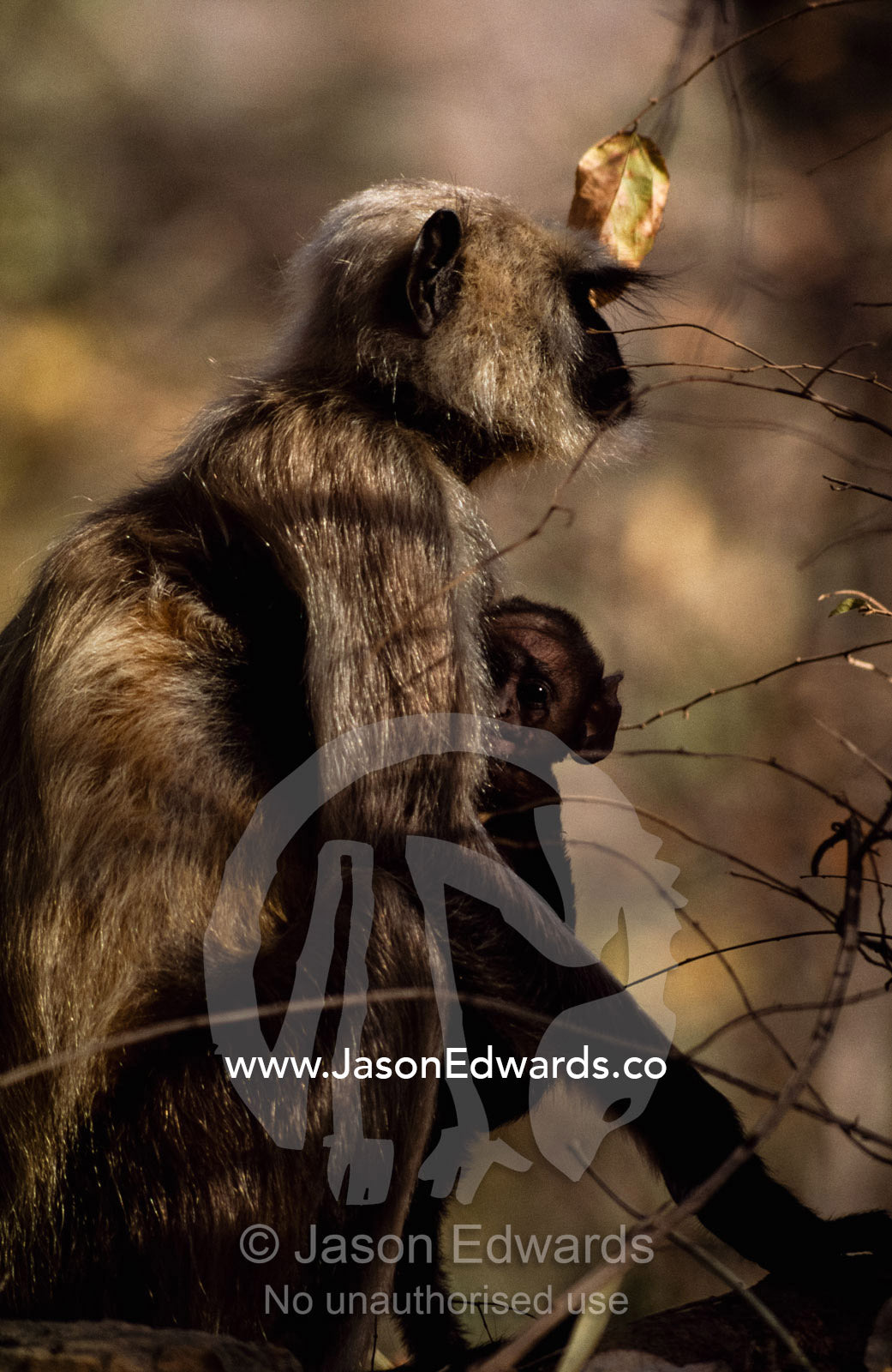 An infant Hanuman langur monkey suckles from its mother. Ranthambhore National Park, India.