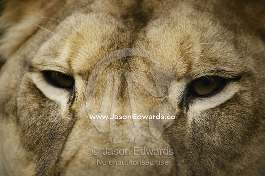 Close view of a lion's face. Masai Mara National Reserve, Kenya, Africa.