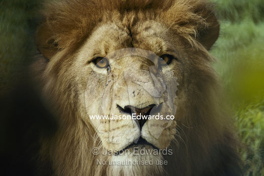 Close view of a lion's face. Masai Mara National Reserve, Kenya, Africa.