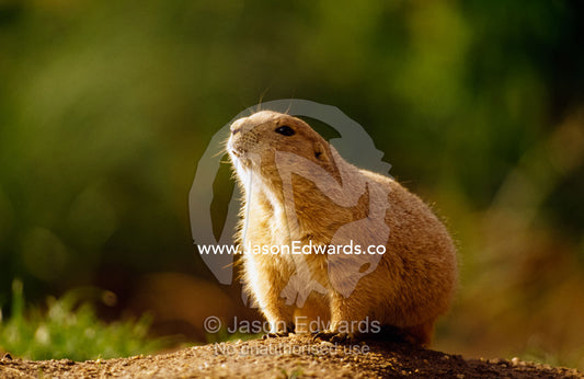 A prairie dog stands alert at the entrance to its burrow. National Zoological Park, Washington, D.C.