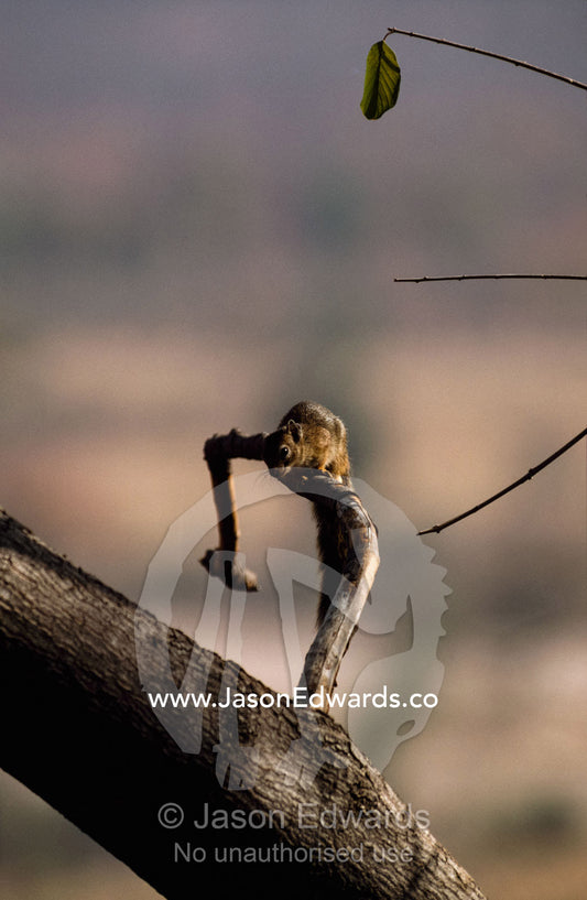 A mopane squirrel is warmed by the rising sun. Hwange National Park, Zimbabwe, Africa.