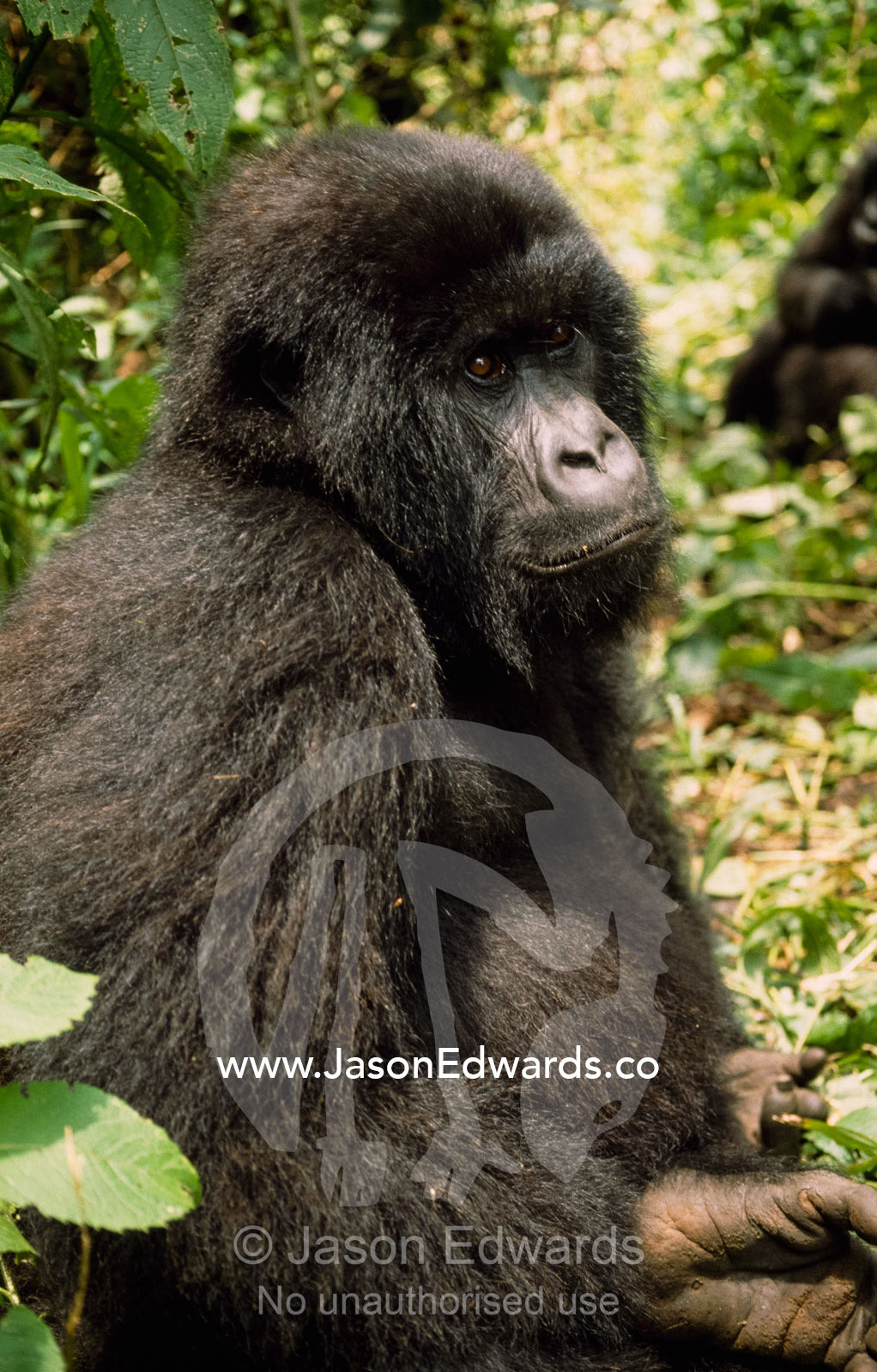 Portrait of an adolescent mountain gorilla with a forlorn expression. Virunga National Park, Democratic Republic of the Congo, Africa.