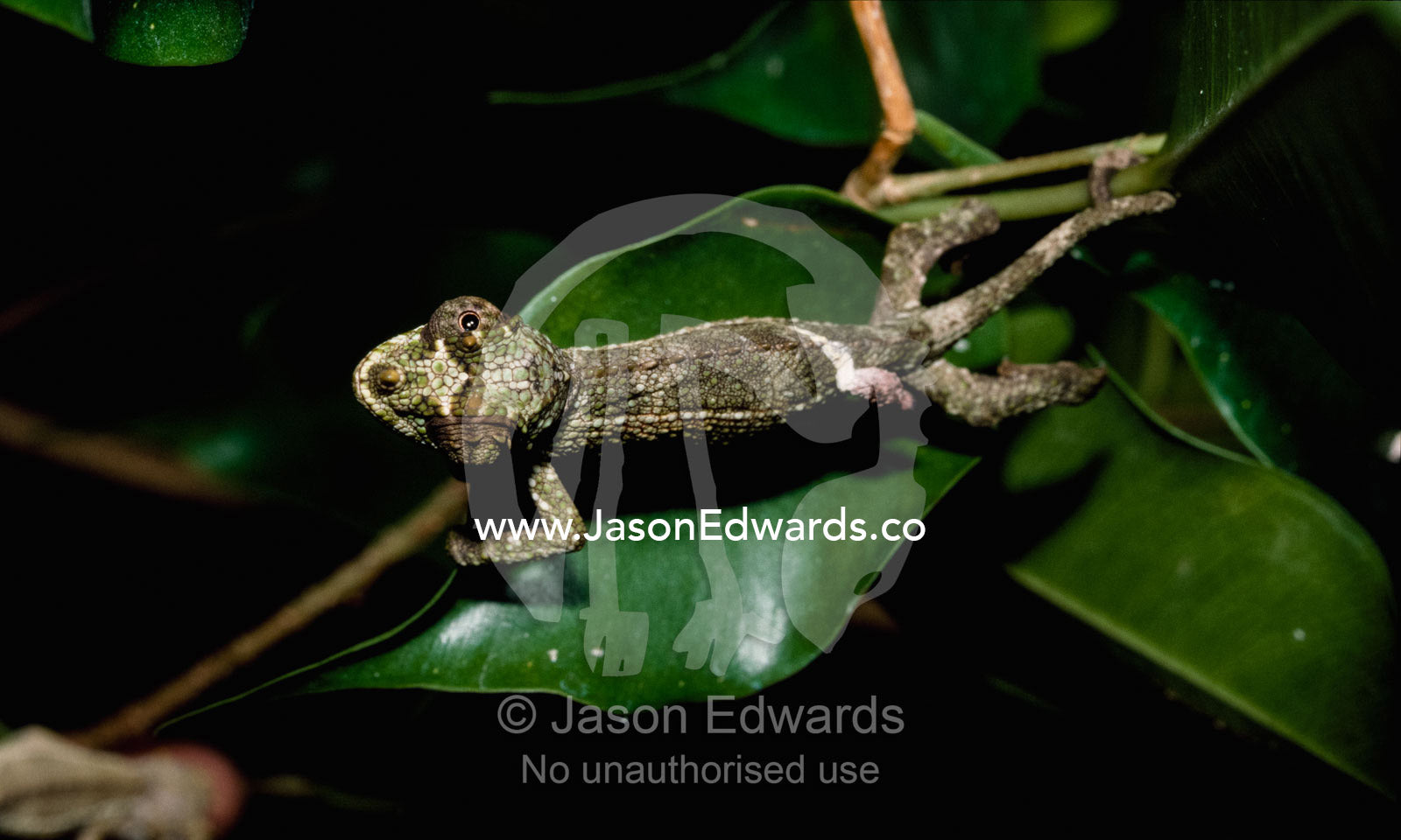 A young Jackson's chameleon  searches for prey with its mobile eyes. Zoological Board of Victoria, Victoria, Australia.