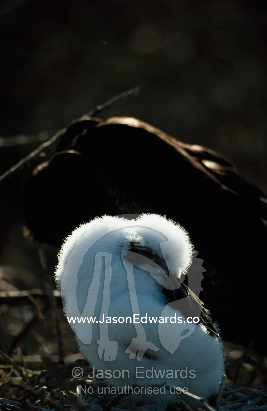 A downy magnificent frigatebird chick huddles against the cold dawn. North Seymour Island, Galapagos Islands, Ecuador.
