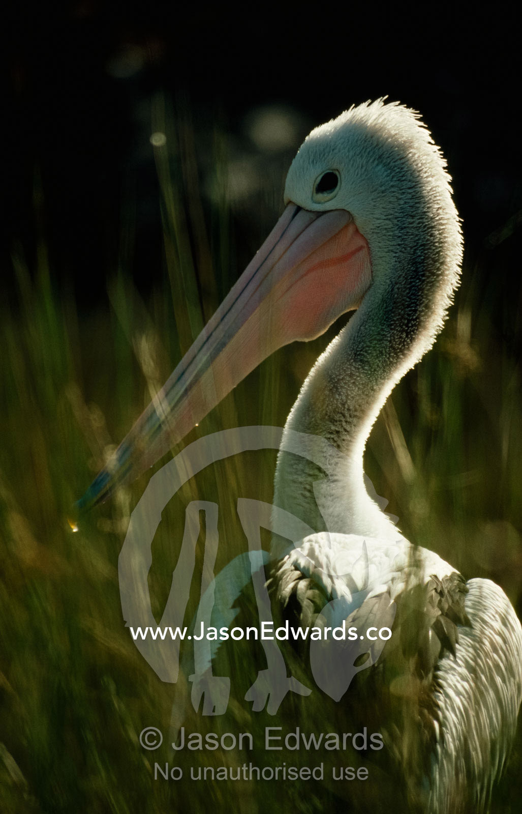 Portrait of an Australian pelican in wetlands. Victoria, Australia.