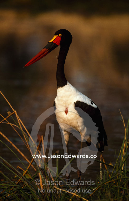 A saddle-billed stork feeding in a reed bed. Moremi Game Reserve, Botswana, Africa.