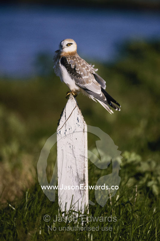 An Australian black-shouldered kite in the Werribbee coastal wetlands. Werribbee, Victoria, Australia.