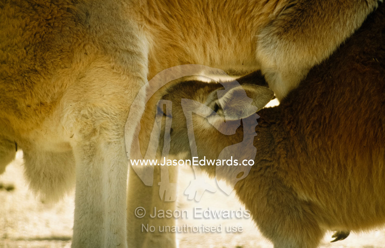 A red kangaroo joey suckles milk from a teat in its mother's pouch. Simpson Desert, Northern Territory, Australia.