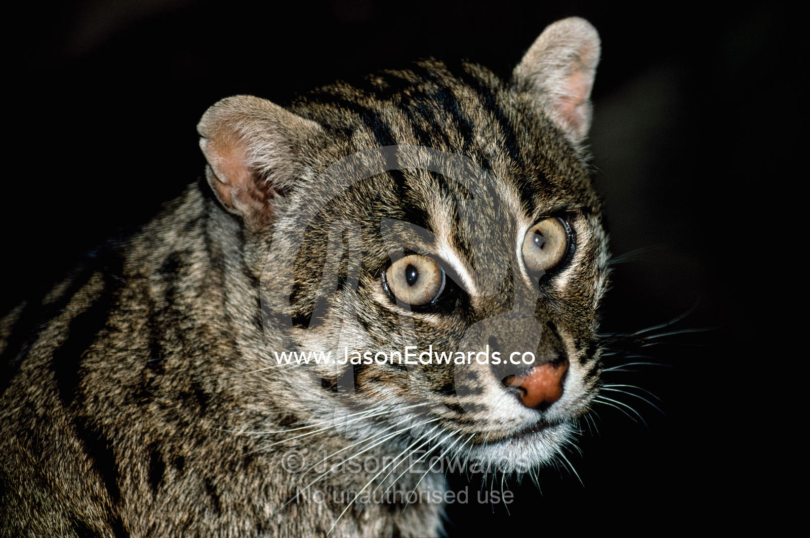 Portrait of an Asiatic fishing cat (Felis viverrina). Zoological Board of Victoria, Victoria, Australia.
