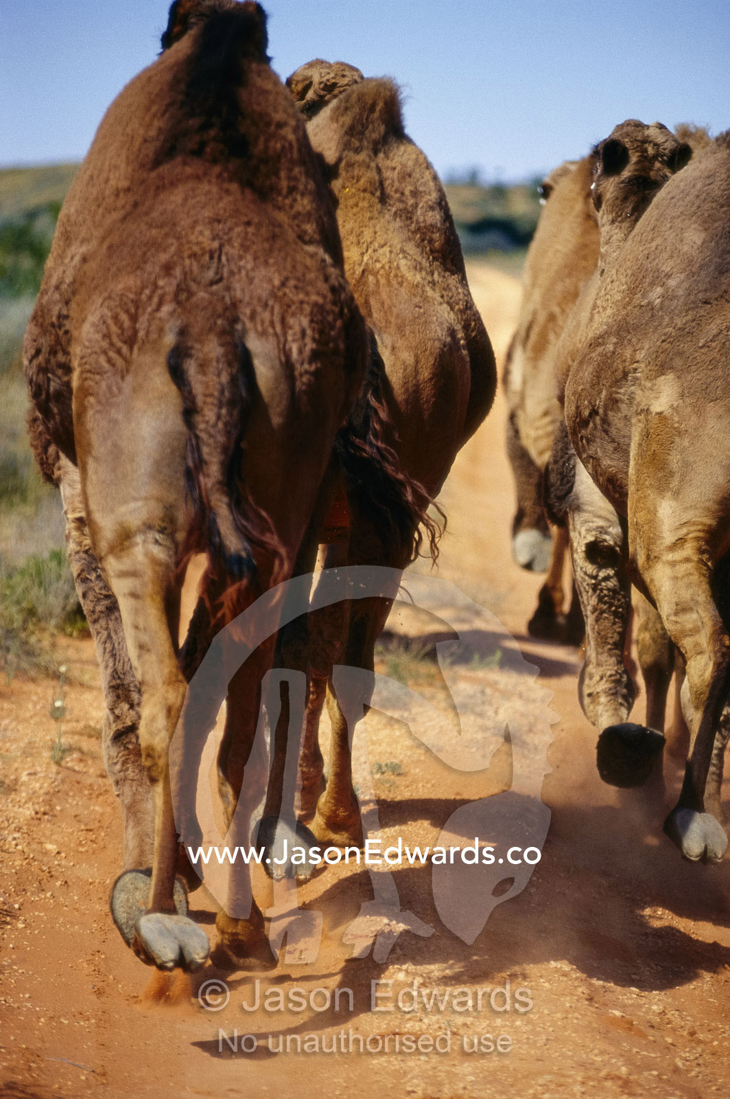 A group of dromedary camels run down a dirt trail. Simpson Desert, Northern Territory, Australia.