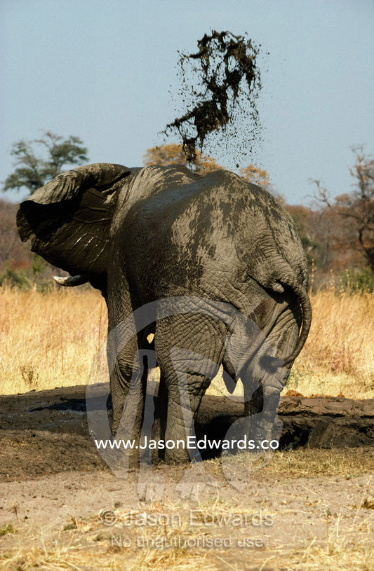 An African elephant showers himself in mud to ward off biting insects. Hwange National Park, Zimbabwe, Africa.