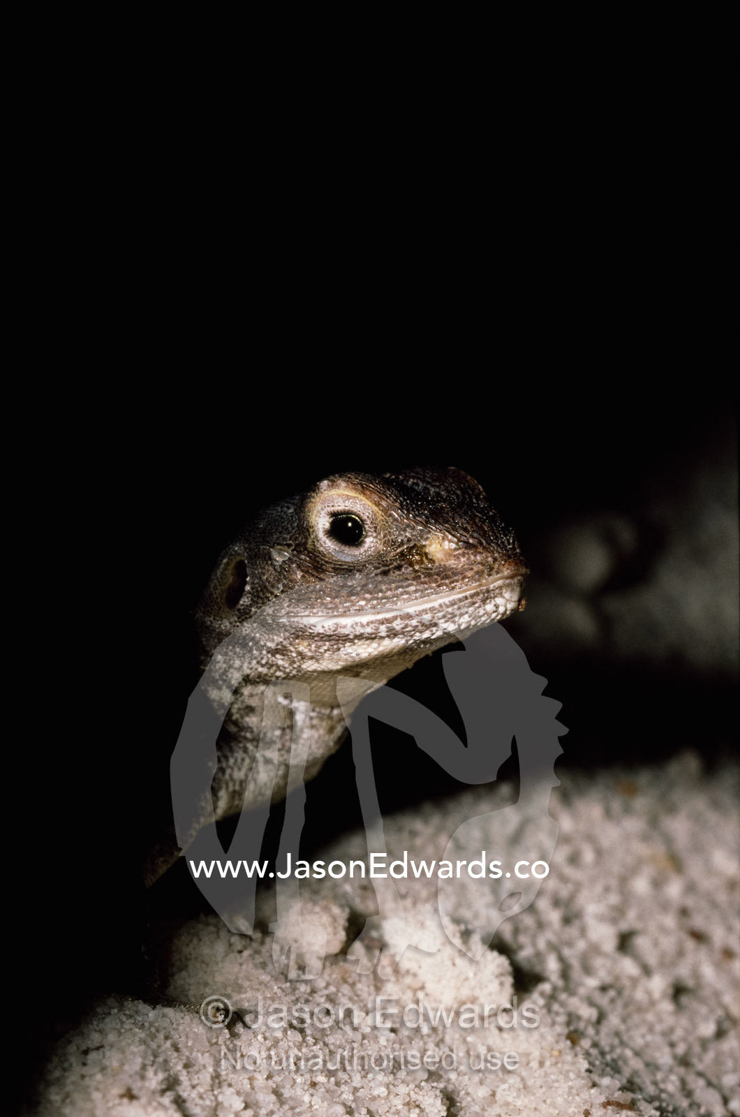 A painted ground dragon emerges from the shadows of its burrow. Zoological Board of Victoria, Victoria, Australia.