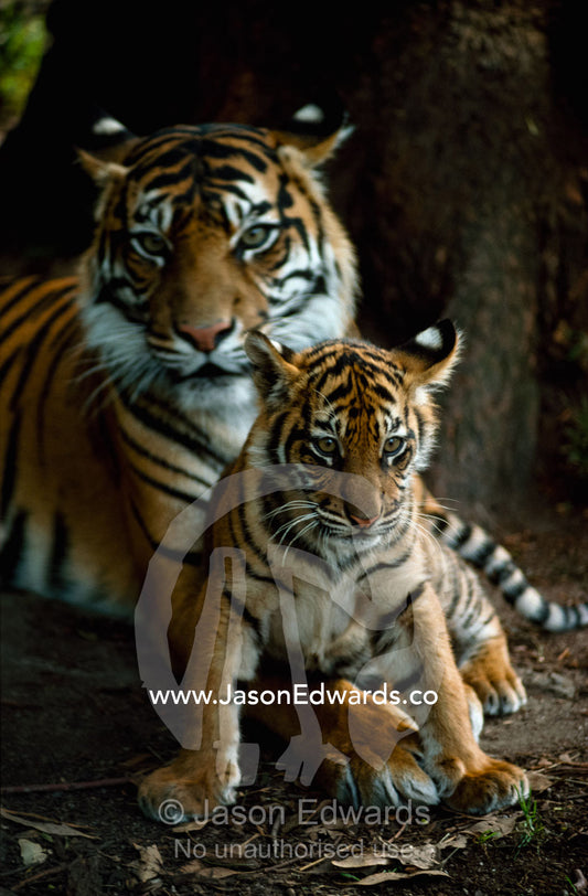 A Sumatran tiger cub rests on his mother's huge paw. Zoological Board of Victoria, Victoria, Australia.