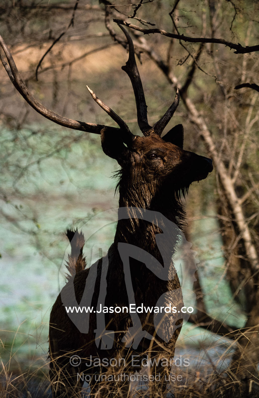 A Sambar deer with impressive antlers stands beneath a tree. Ranthambhore National Park, India.