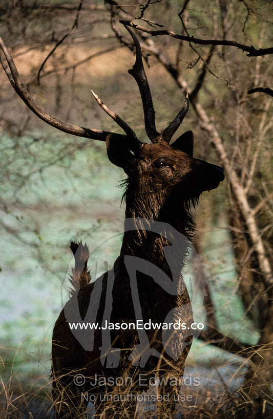 A Sambar deer with impressive antlers stands beneath a tree. Ranthambhore National Park, India.