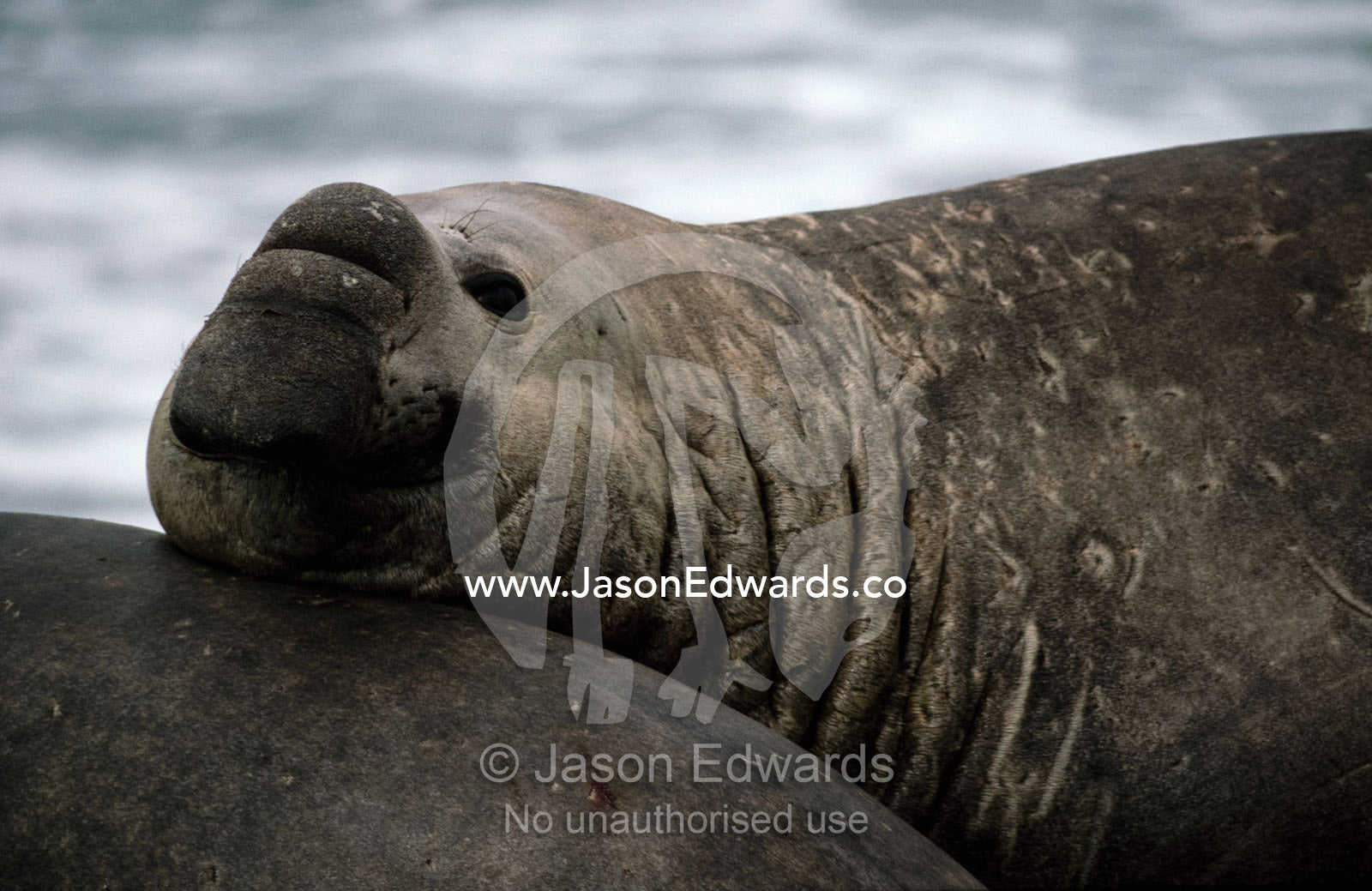 A southern elephant seal rests its chin on the back of another seal. Valdez Peninsula, Patagonia, Argentina.