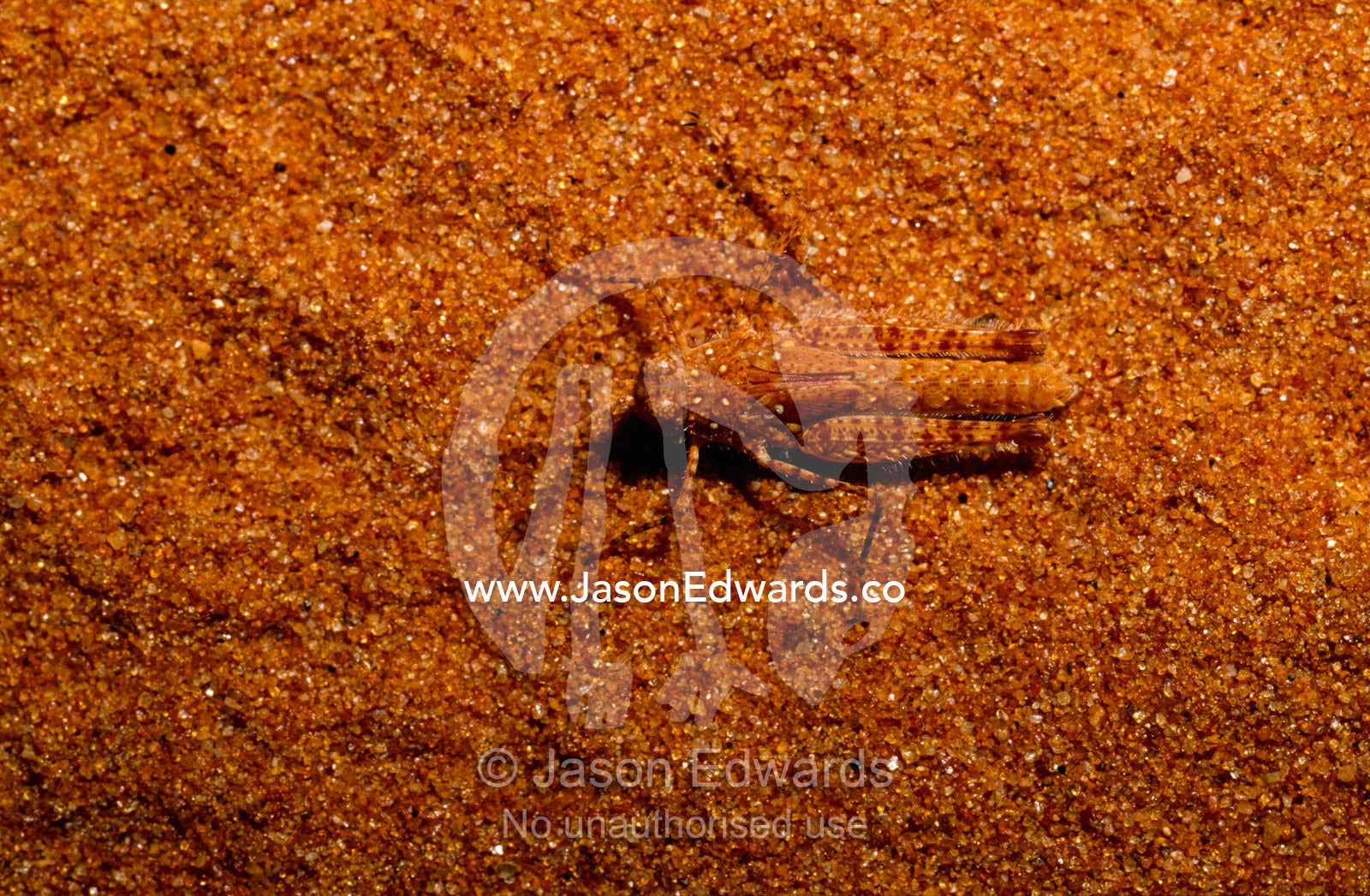 A grasshopper camouflaged in the sand of a Simpson Desert  dune. Simpson Desert Conservation Area, Northern Territory, Australia.