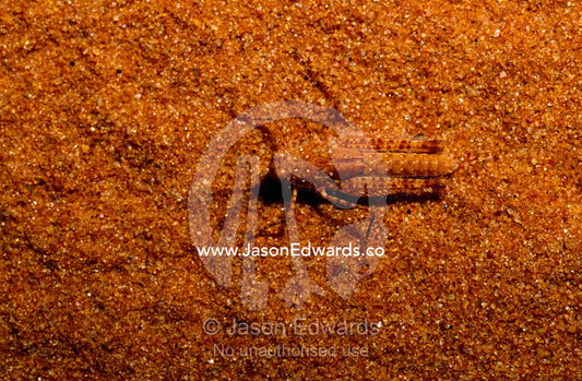 A grasshopper camouflaged in the sand of a Simpson Desert  dune. Simpson Desert Conservation Area, Northern Territory, Australia.