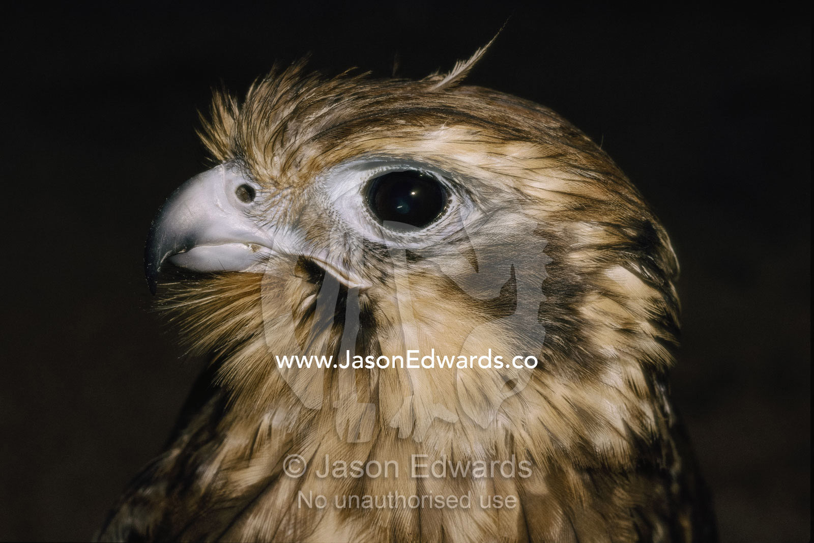 Portrait of a brown falcon, Australia's most widespread bird of prey. Victoria, Australia.