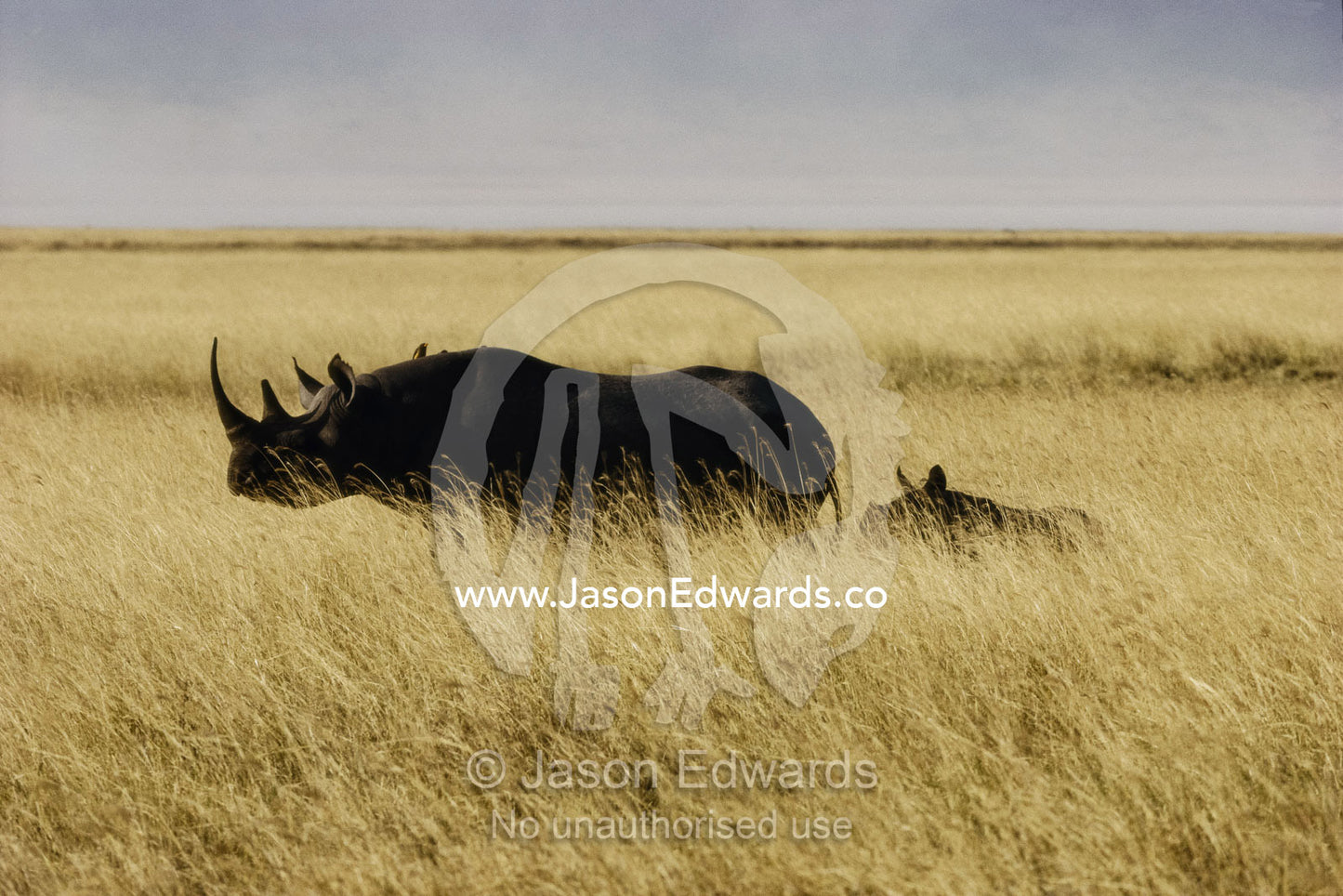 A black rhinoceros and her calf in tall grass. Ngorongoro Crater, Ngorongoro Conservation Area, Great Rift Valley, Tanzania.