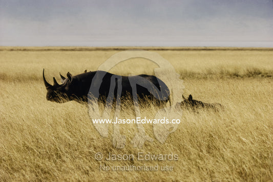 A black rhinoceros and her calf in tall grass. Ngorongoro Crater, Ngorongoro Conservation Area, Great Rift Valley, Tanzania.