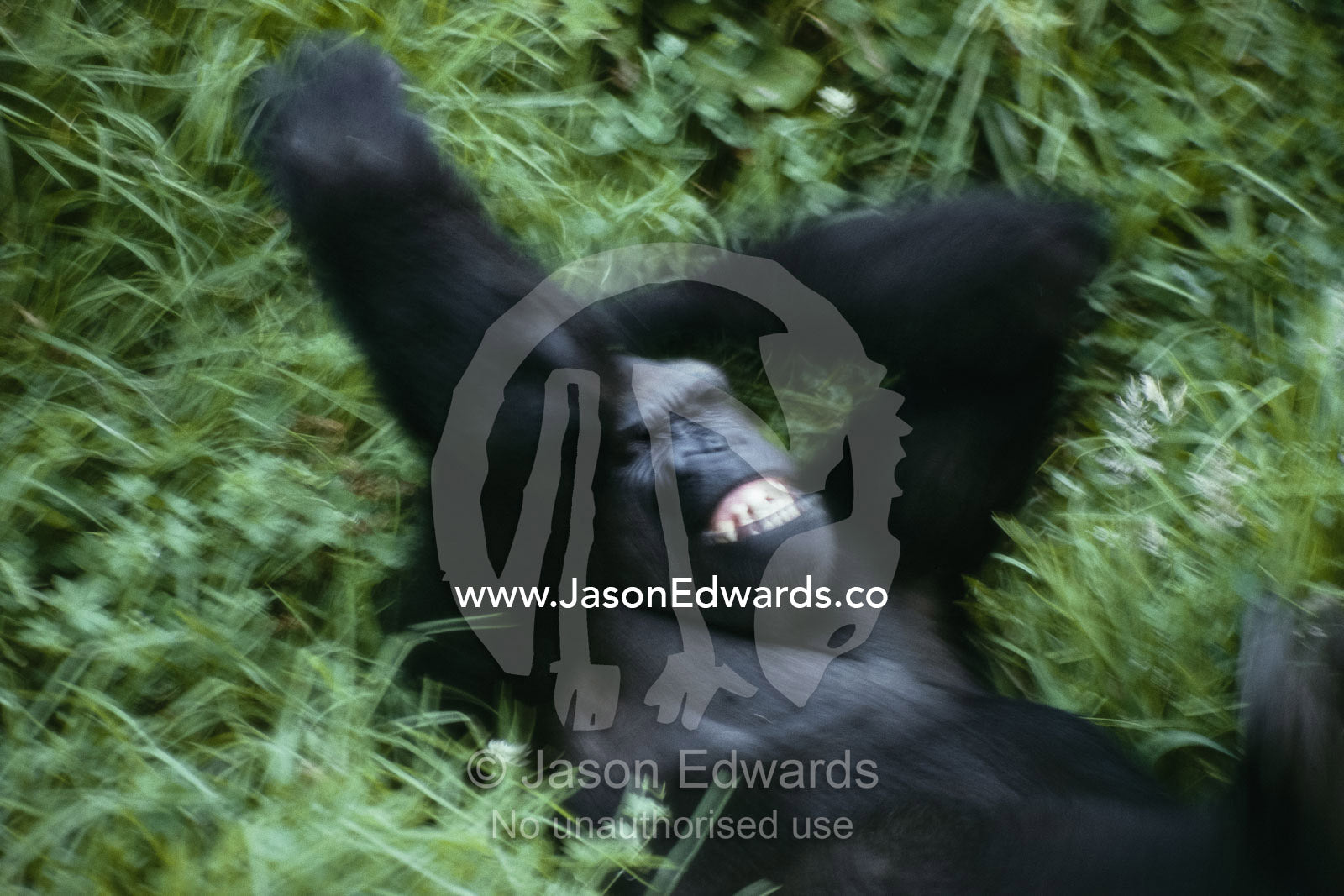 A western lowland gorilla  plays in the grass. Zoological Board of Victoria, Victoria, Australia.