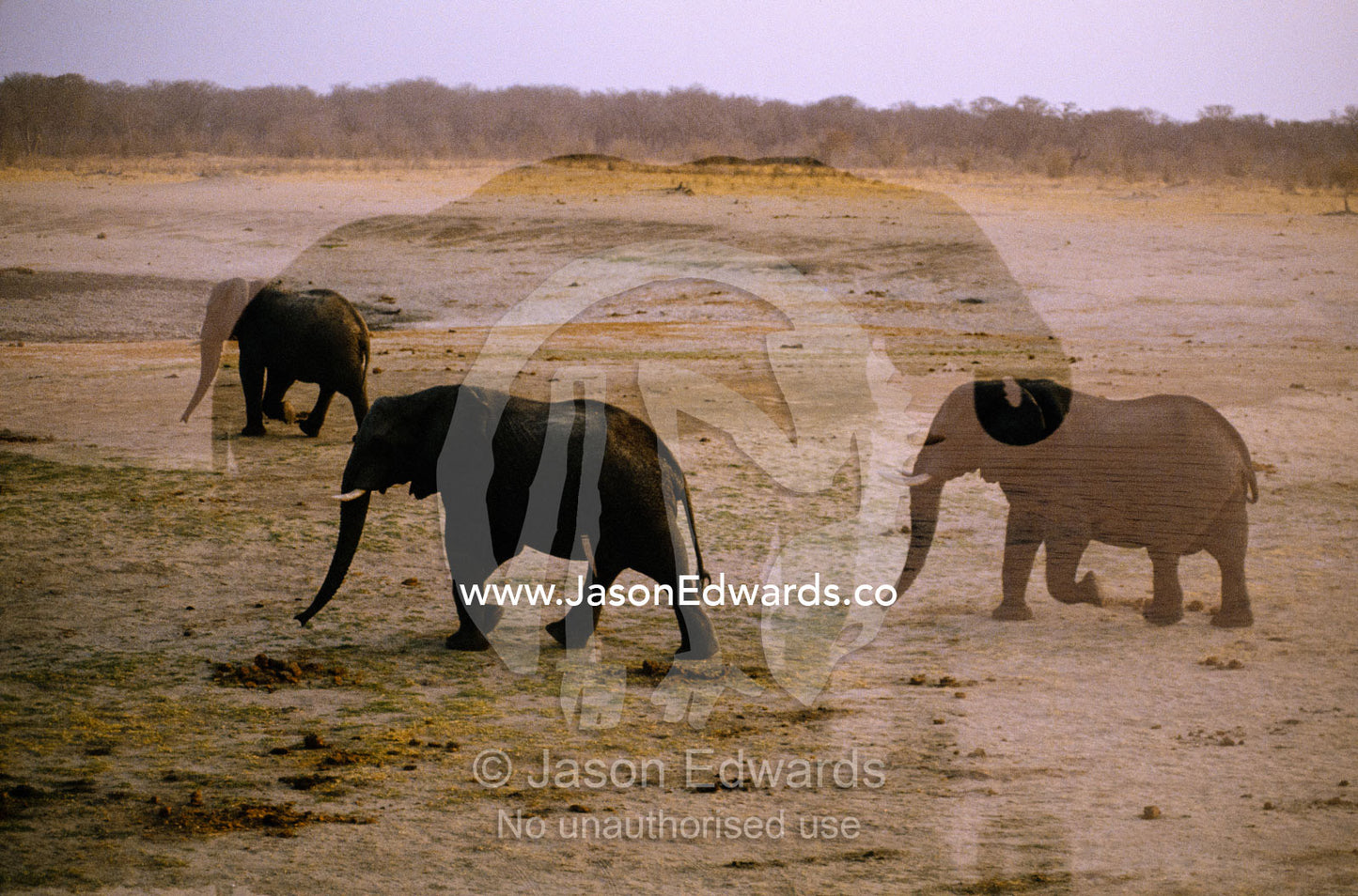 Multiple exposure of African elephants crossing a plain. Hwange National Park, Zimbabwe.