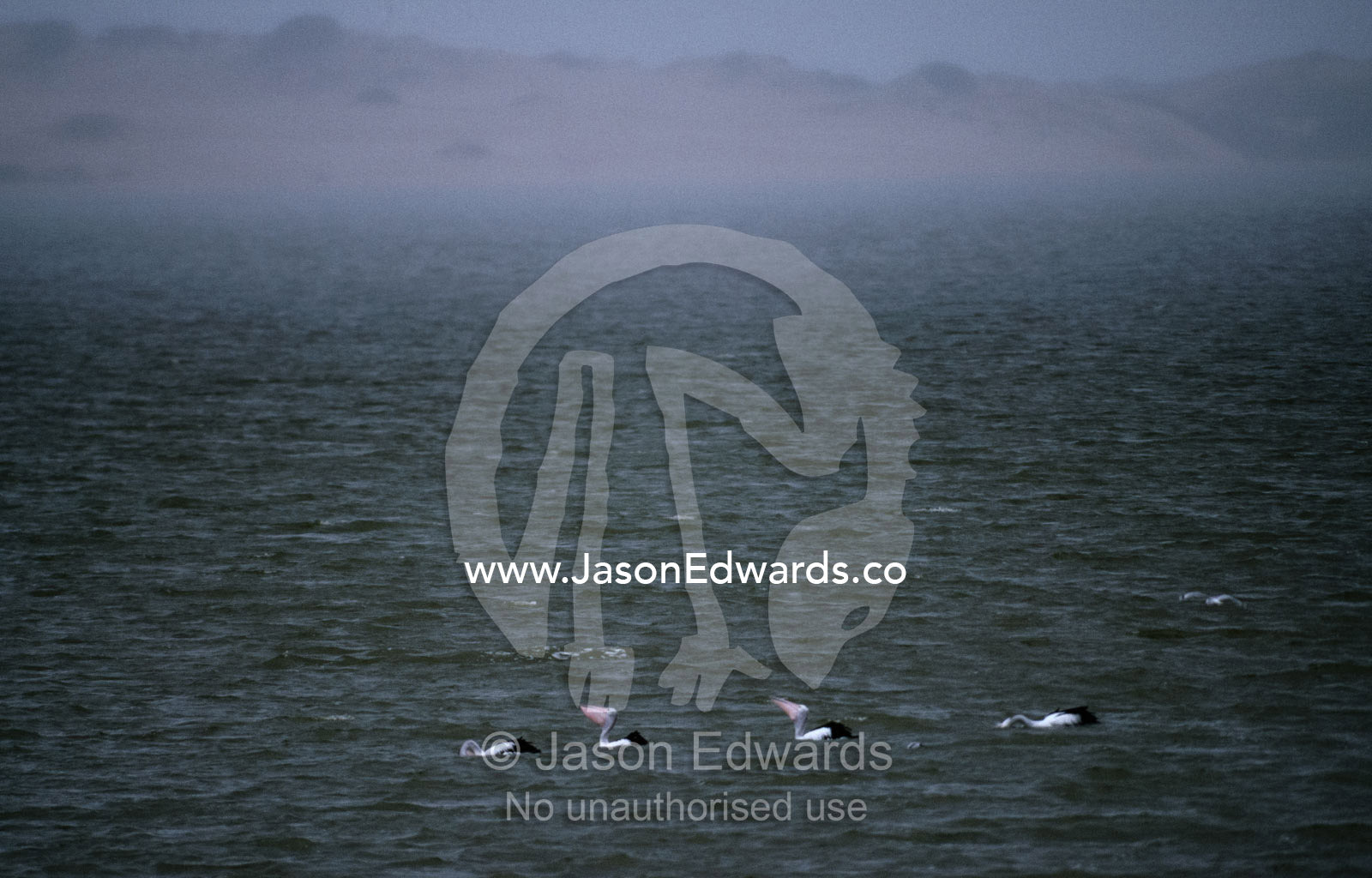 A squall moves in as Australian pelicans cross a wetland. Coorong National Park, South Australia, Australia.