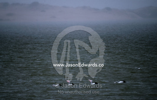 A squall moves in as Australian pelicans cross a wetland. Coorong National Park, South Australia, Australia.