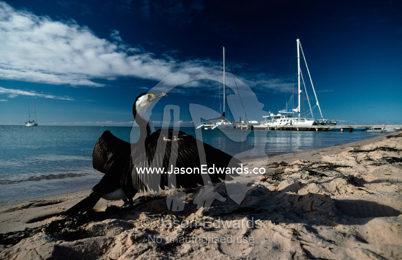 A pied cormorant dries its wings on a Shark Bay beach. Shark Bay, Western Australia, Australia.