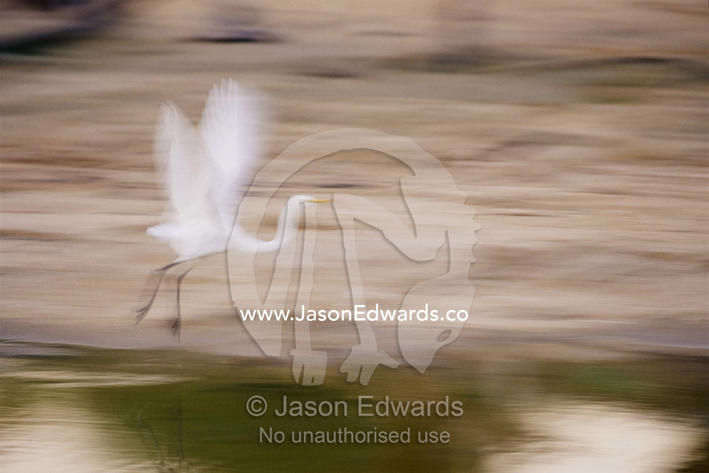 Panned view of a great egret (Ardea alba) taking flight. Eyre Creek, South Australia, Australia.