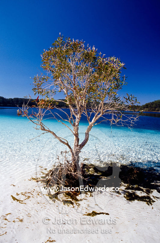 A tree grows in the clear shallows of Lake McKenzie. Lake McKenzie, Great Sandy National Park, Fraser Island, Queensland, Australia.