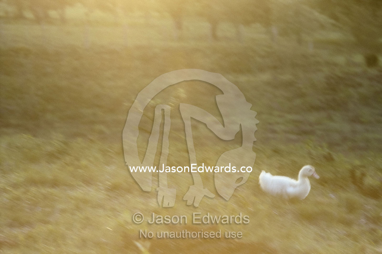 A white duck in a grassy field at sunset. Pantanal Region, Brazil.