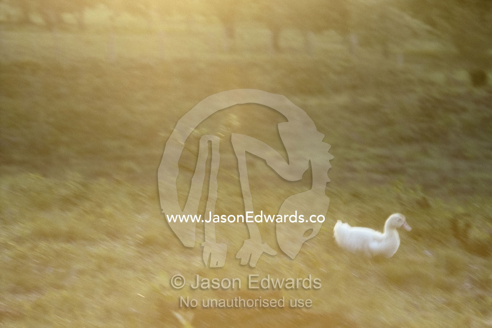 A white duck in a grassy field at sunset. Pantanal Region, Brazil.