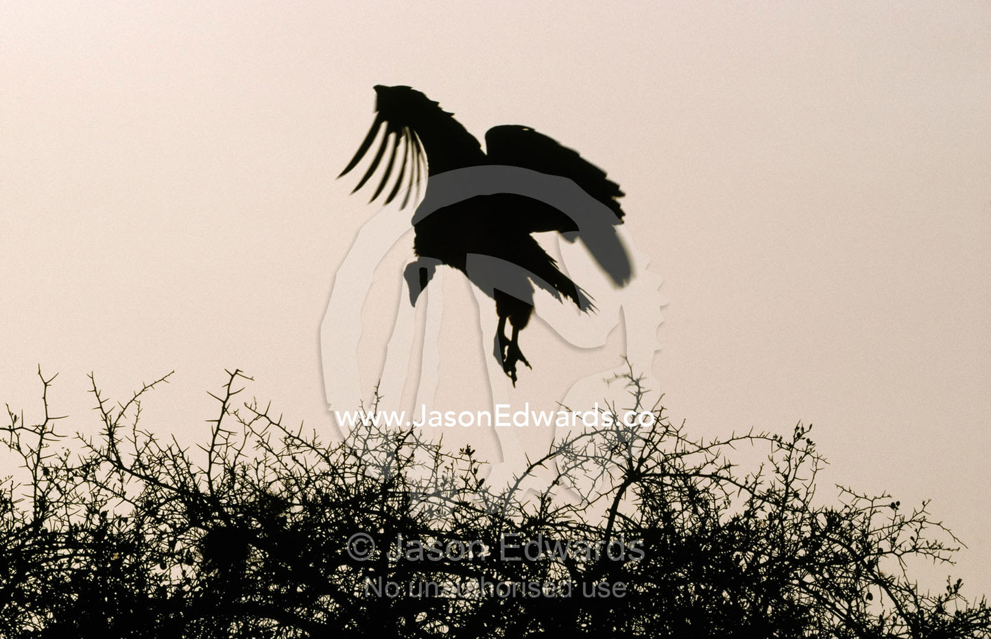 Silhouette of a Nubian vulture as it lands on a thorny acacia tree. Masai Mara National Park, Kenya.