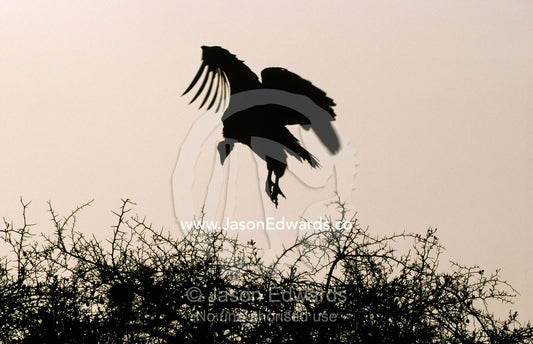 Silhouette of a Nubian vulture as it lands on a thorny acacia tree. Masai Mara National Park, Kenya.