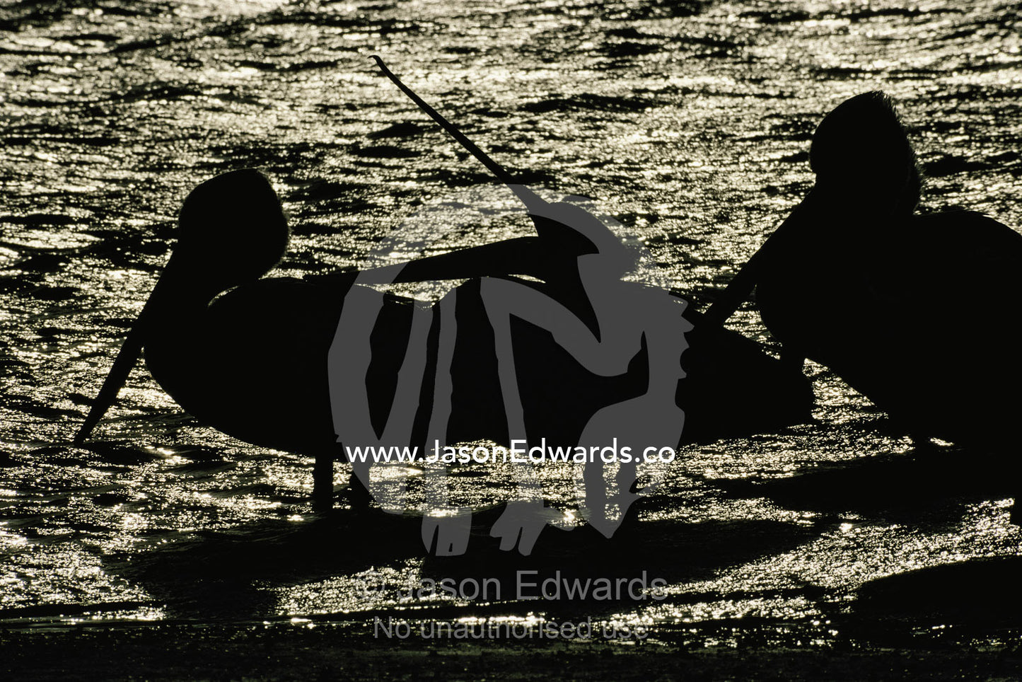 Silhouetted Australian pelicans in Bairds Bay. One stretches its bill. Bairds Bay, South Australia, Australia.