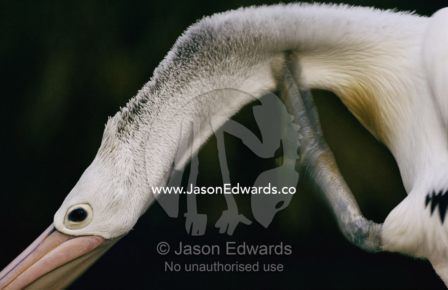 An Australian pelican scratches its neck. Victoria, Australia.